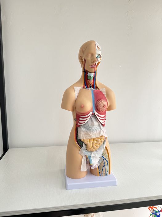 Муляж организма человека анатомические модель тело человека Торс