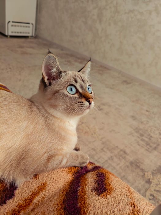 Отдам кошечку в добрые руки