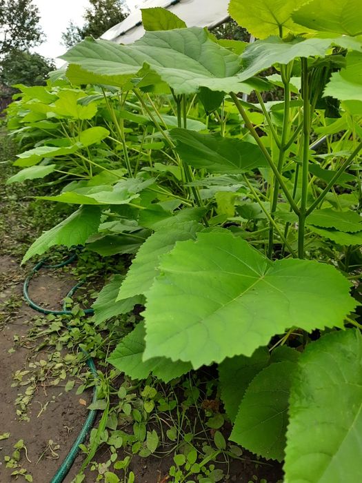 Paulownia 1 an, butași sau cu înălțimea de 1,5 m