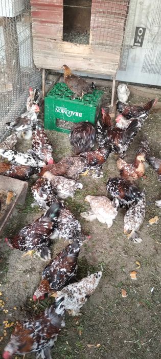 Vând găinușe  pitice