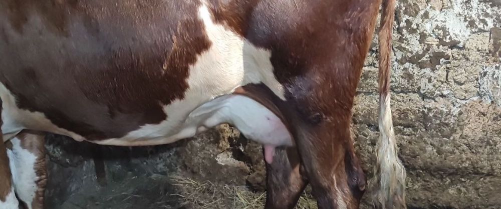 Продам молочную корову