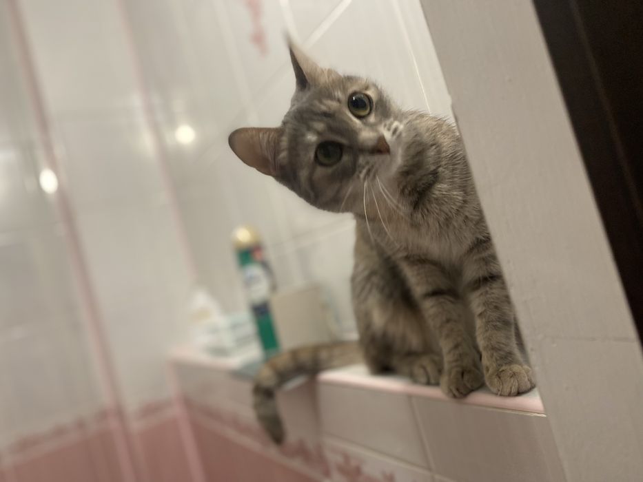 Отдам кошечку в добрые, любящие руки