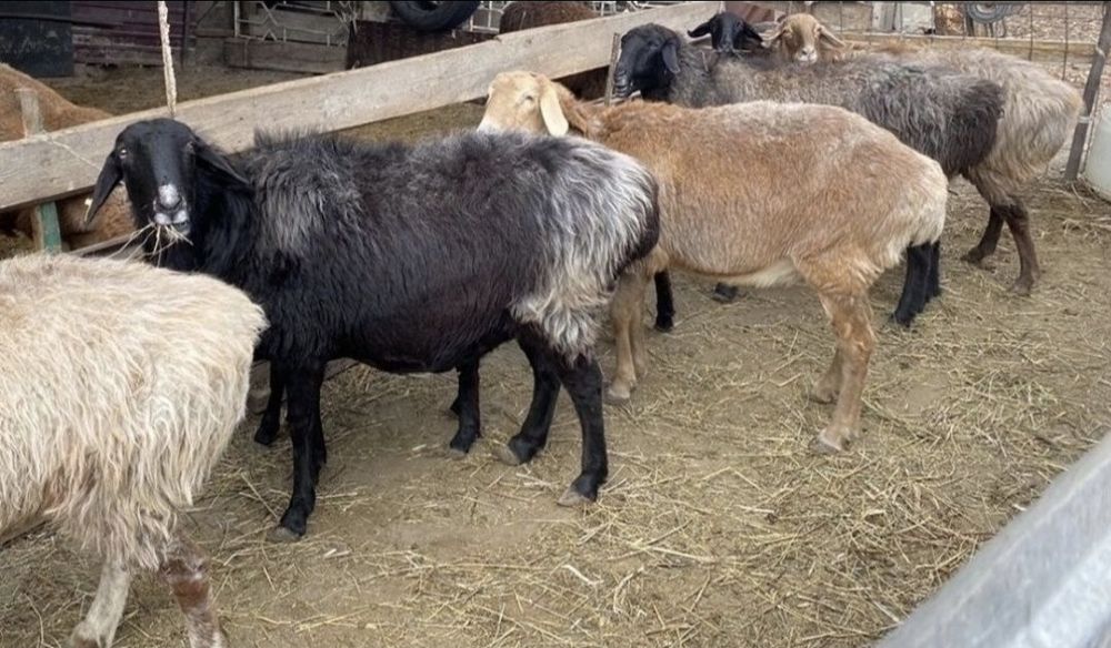 Продам баранов мк бирлик