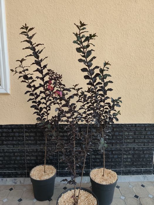 Кустарники для ландшафта