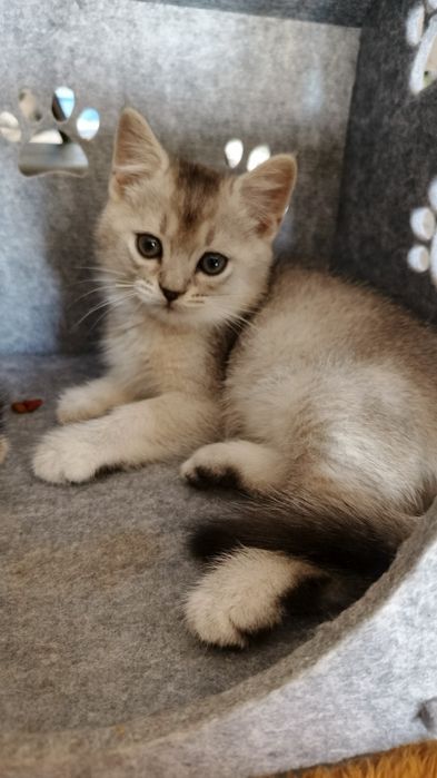 Продаются котята шиншиллы