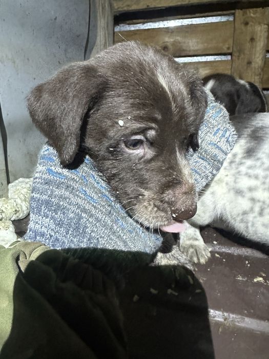 Щенки Дратхаара.