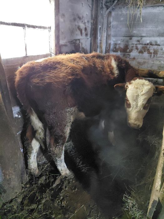 Продам двух бычков годовалые