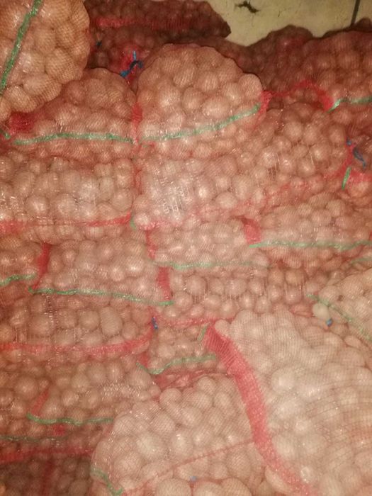 Cartofi  consum-samanta si pentru animale