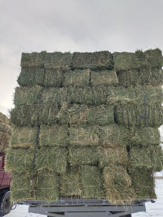 Сено клевер жонышка