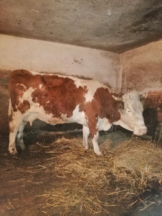 Vacă și viteaua de vânzare