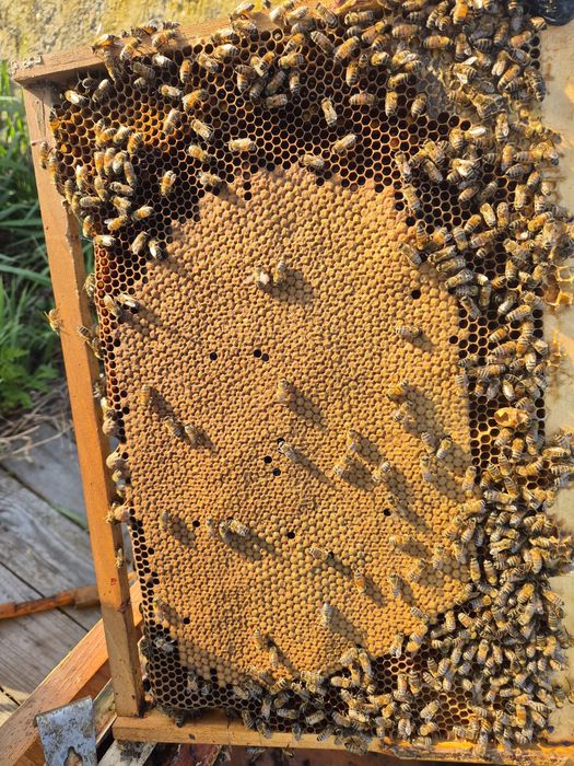 Vând mătci Buckfast