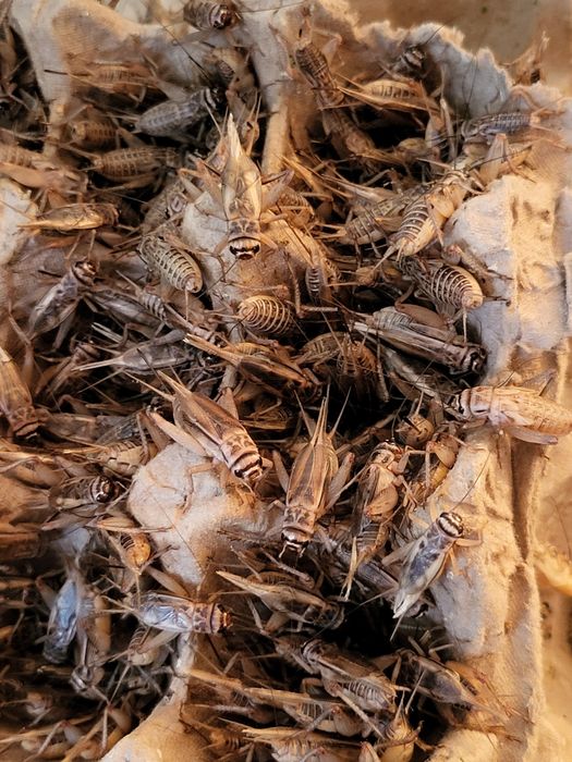 Сверчок домовой кормовой