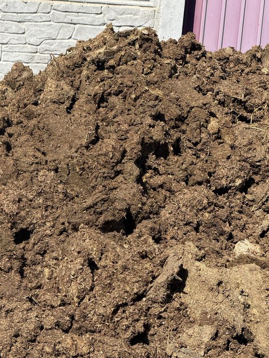 Таза көң бар навоз тегін