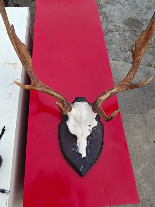 Много красив трофей от Елен лопатар.