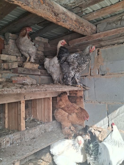 Продам брама петух