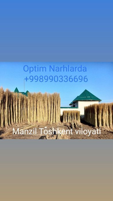 OPTIM TERAK Kochatlar bor