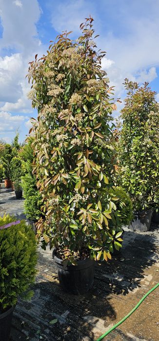 Photinia red robin- Photinia pe tija - Photinia spaliera