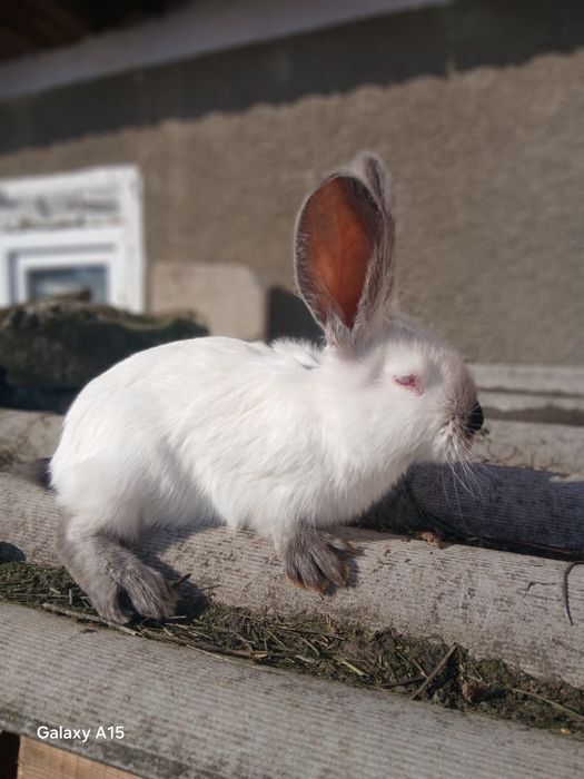 Pui uriaș de Transilvania