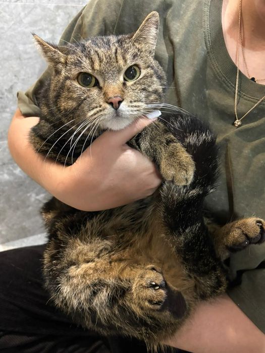 Отдам в добрые руки кошку