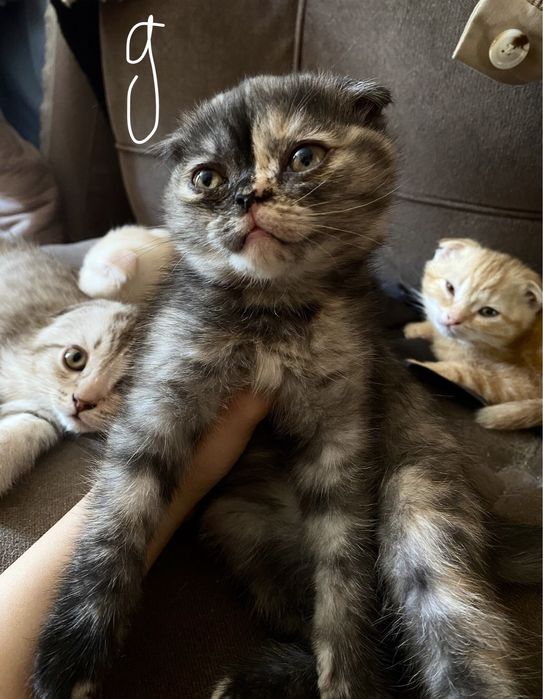 Шотландские красавицы