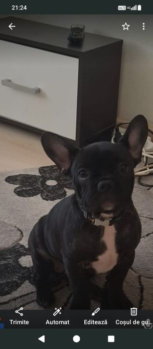 Vând pui bulldog francez