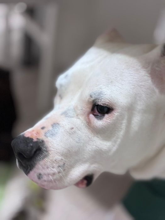 Donez Femela Dog Argentinian, varsta 7 luni