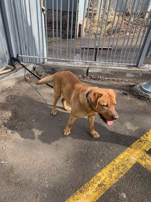 Нашелся щенок лабрадора