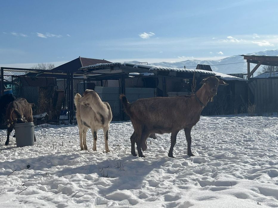 Буаз ешкылер сатылады 450 мын