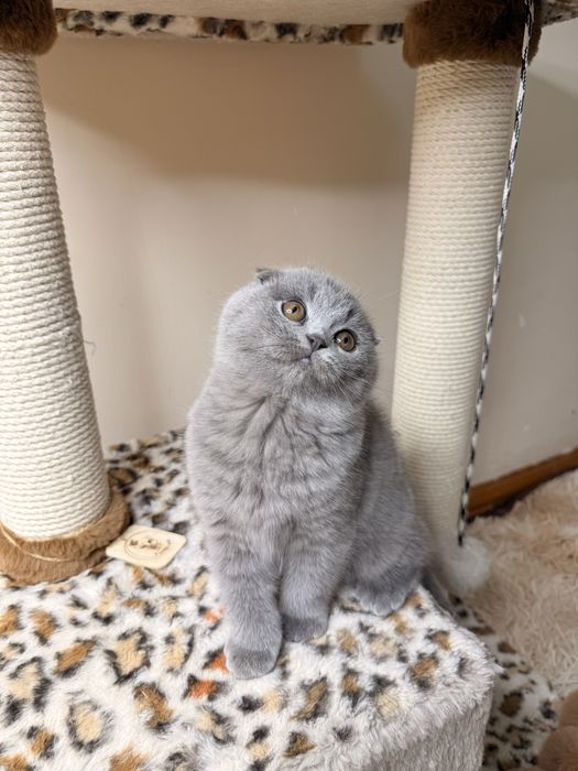 Продаются элитные котята