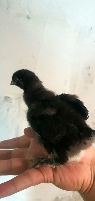 Andijon qora tovuq jòjalari