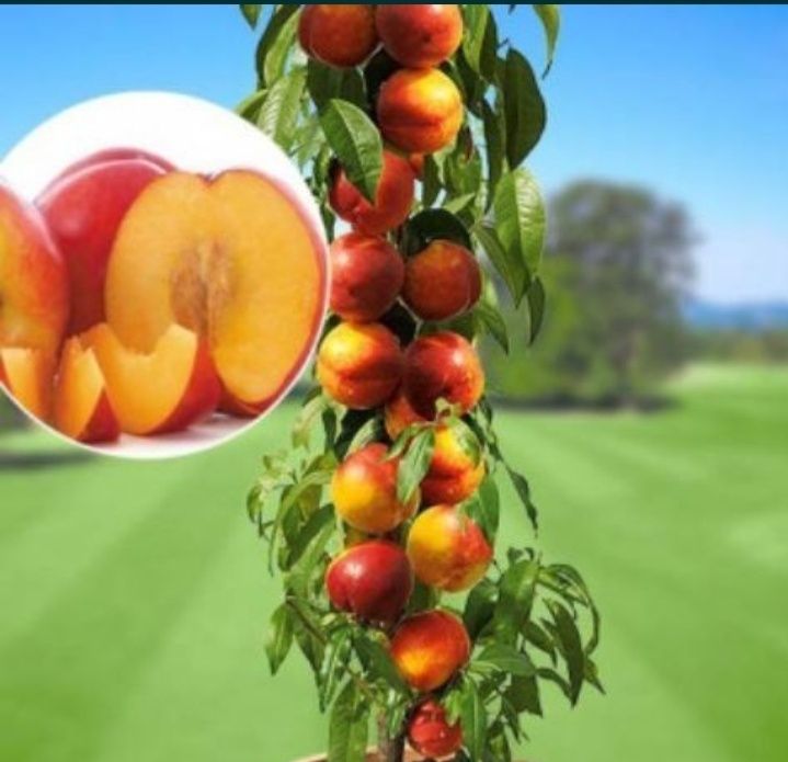 Pomi columnari anul2/3/4 diferite soiuri