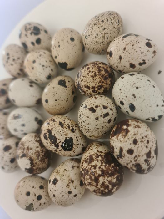 Бөдене жұмыртқасы сатылады 40тг