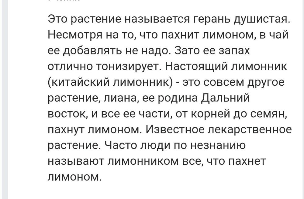 Продам пеларгония душистая