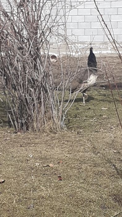 Продам павлинов семеику.