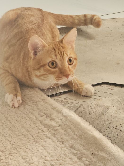 Отдам кота  умный воспитаный
