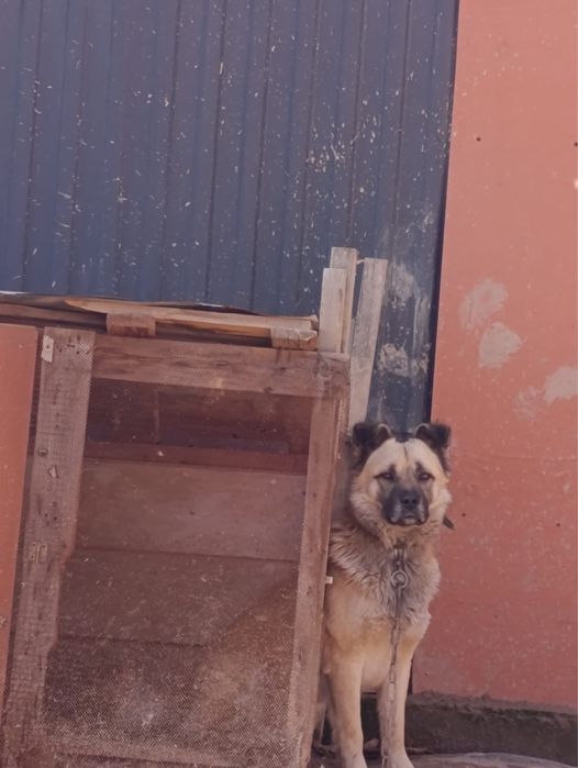 Бельгийская овчарка