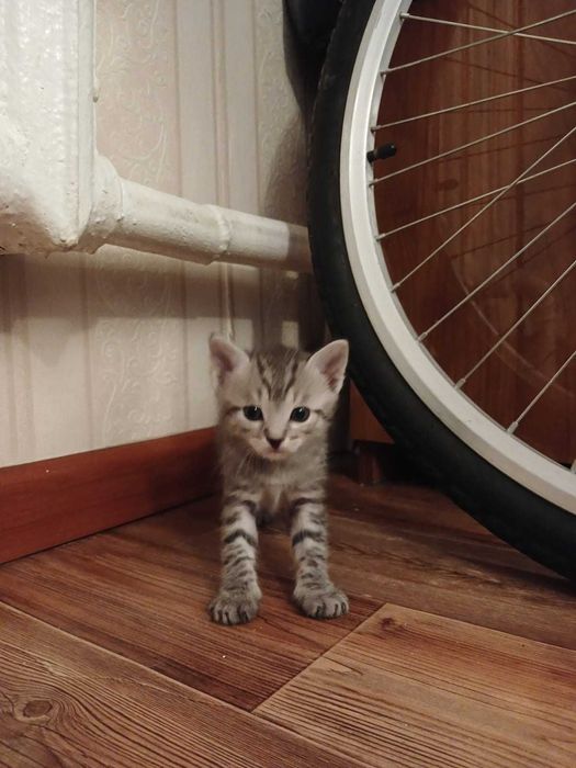 Котята мальчики и девочки