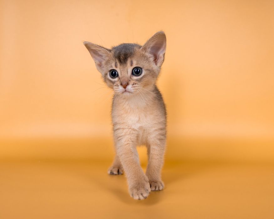 Абиссинские элитные котята