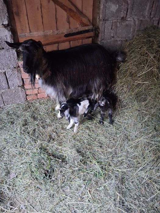 Vînd trei capre ,fiecare cu cîte trei iezi,caprele sint tinere la a doua fătare.