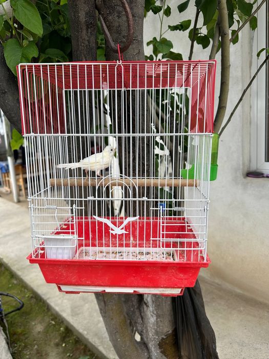 Kanareyka Nar 6 oylik