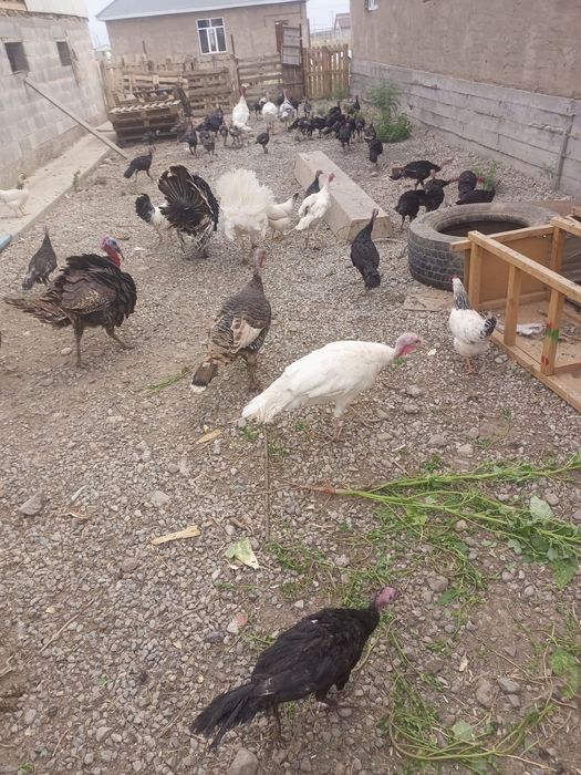 Индук Кораздары сатылады