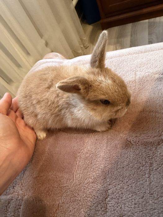 Продам декоративных крольчат