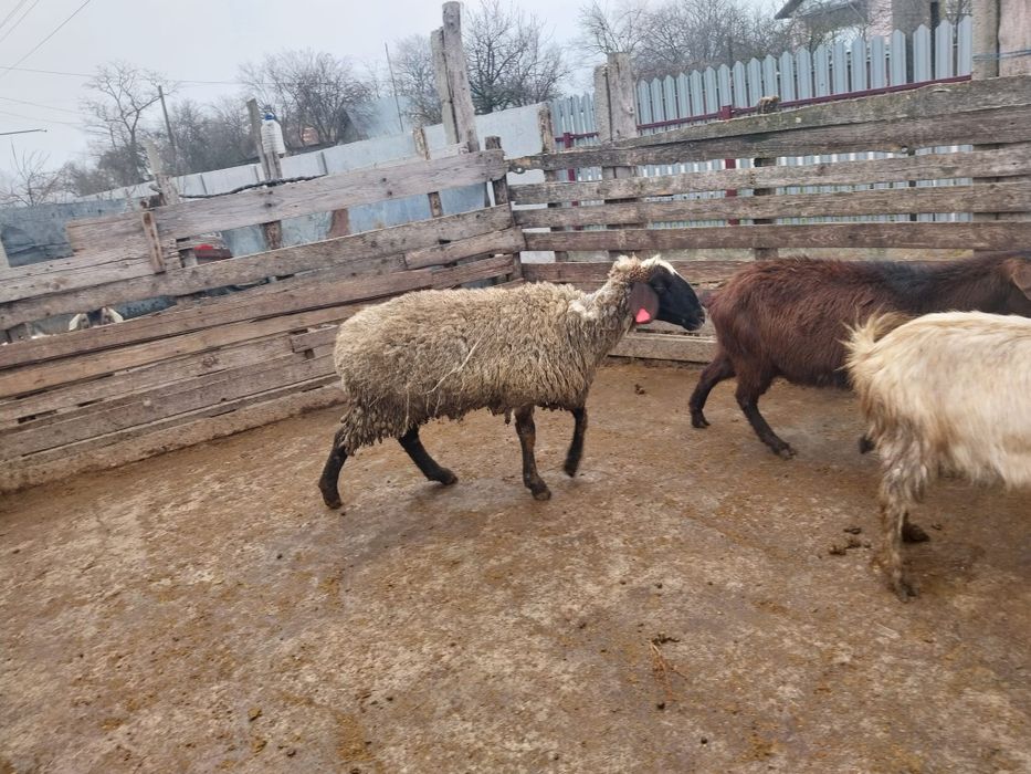 Oaie de tăiat de vânzare