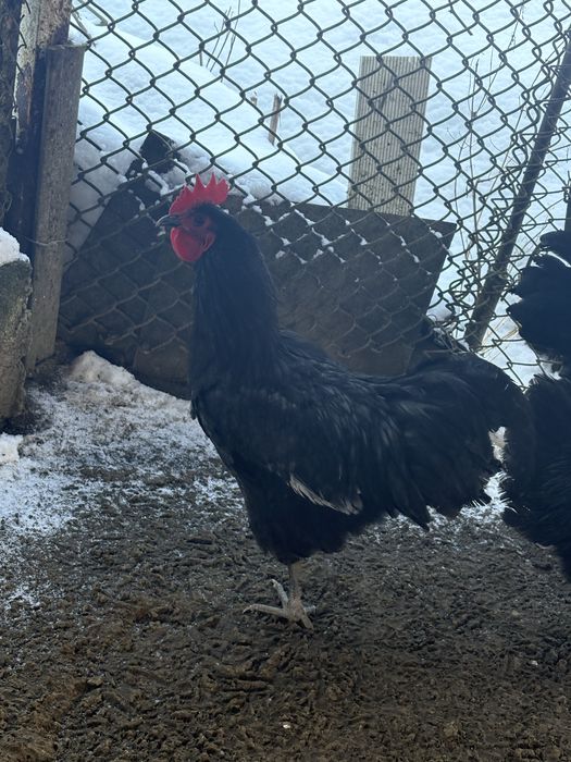 Vand cocosi australorp