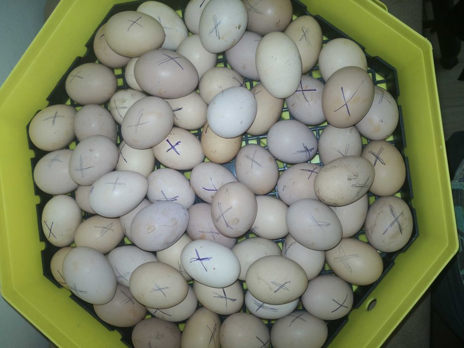 Vând ouă pentru incubat, rasa Australorp pentru incubat.