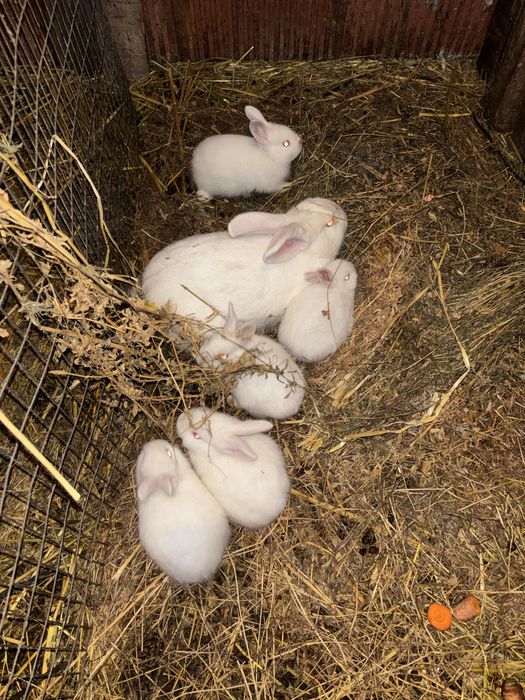 Vând toți iepuri mici