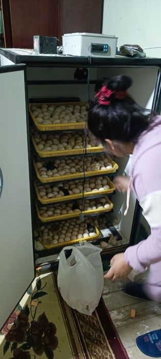 İnkubatorda joʻja ochirish xizmati