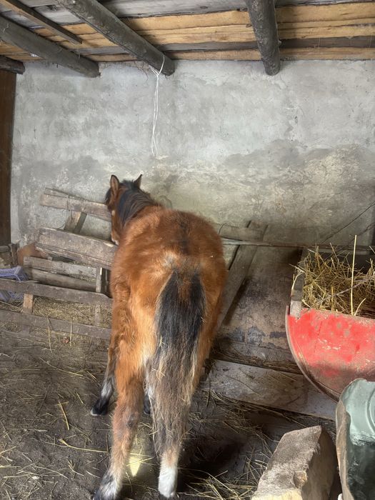 Тай кунан сатылады