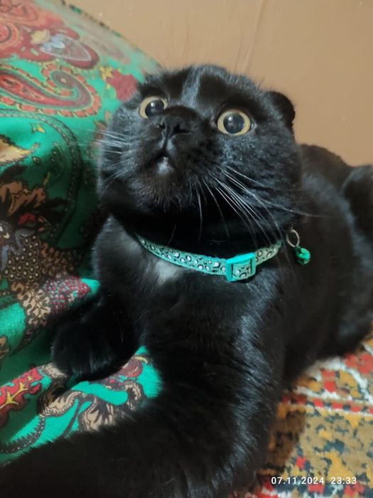 Зотдор эркак мушук 1 ёш. Вязка  учун. (Аёл мушуклар билан чатиштириш