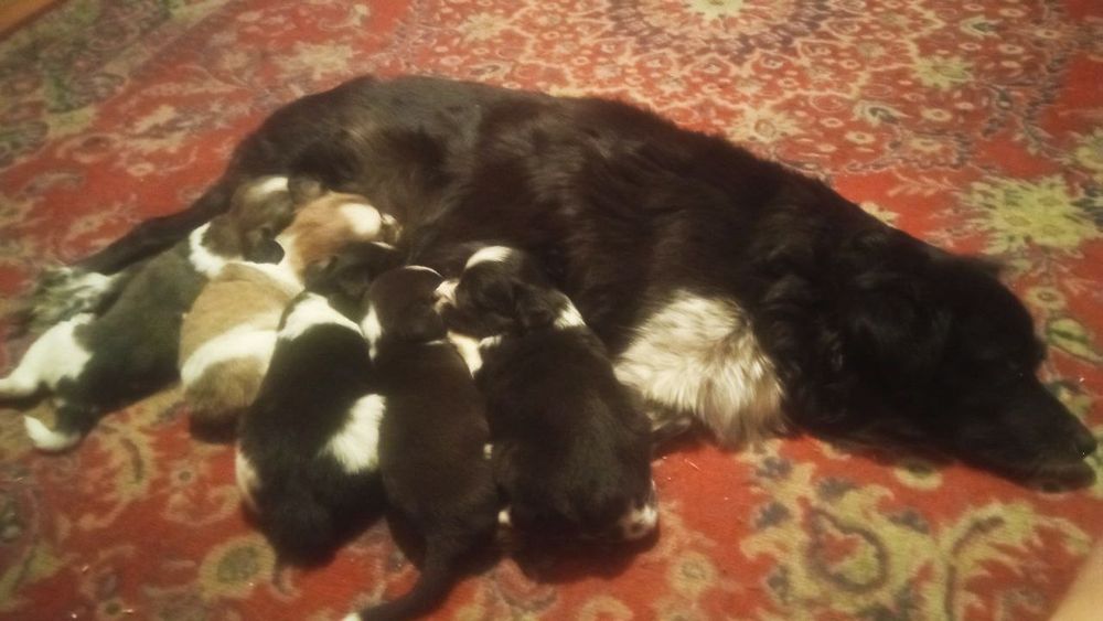 Отдам даром в хорошие руки.